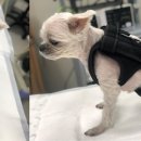 경상국립대학교 동물의료원 이미지