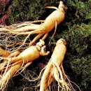 충북인삼농협 이미지