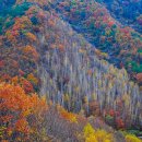 매봉산2 이미지