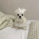 춤추는찹쌀꽈배기 네이버블로그