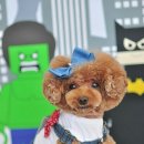 도그스101 이미지