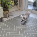 루이펫샵 이미지