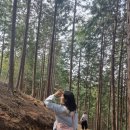 산수유자연휴양림 이미지