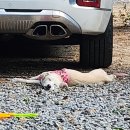 솔섬민박 | 캠린이가 지금까지 가본 오토캠핑장 6곳 내돈내산 후기 | 가장 좋은 캠핑장을 찾아서 | 돌 아기와 캠핑...