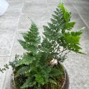 테라리움 클래스 이미지