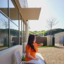 아이보리 타이거 이미지