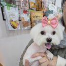 디디애견미용 이미지