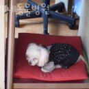 셀레네 동물병원 이미지