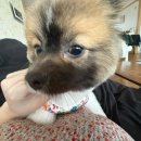 세온그루밍 이미지