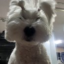 럭키하개 이미지