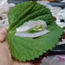 해왕수산2