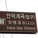 제주 안덕계곡 상록수림 이미지