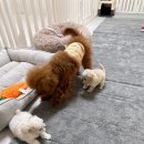 소망켄넬 이미지