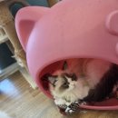 달콤하니냥 | 안중읍고양이입양 사회성 좋은 가정묘 만난 달콤하니냥 솔직후기