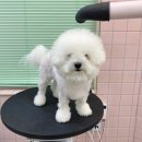 꼬망망 이미지