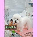 토비네 살롱 이미지