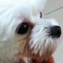 (주)스파크펫 이미지