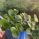 수경 농장 | 워터코인 수경재배 방법과 주의사항 후기