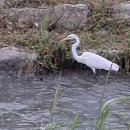 미사1동행정복지센터(28512) | 봄여름가을겨울을 함께한 하남 망월천 산책로와 미사호수공원