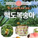 백도 Daum카페