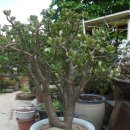 강릉우리집 이미지