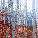 자작나무 숲 이미지