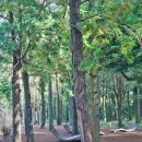 퍼피가든 이미지