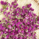 천인농장 이미지