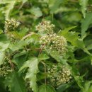 달콤한 나무 이미지