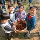 치자로 물들이기 이미지