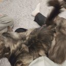 청춘 고양이 카페 이미지