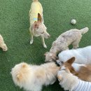 오늘도 예쁜 그루밍 이미지