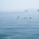 인천배낚시 광복낚시