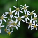 우리기전 이미지