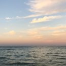 소나무 미트