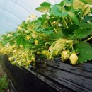 성두 농장 이미지