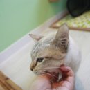 꽃님헤어 이미지