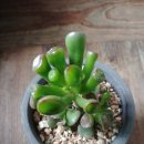 청성