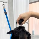 퍼피팸퍼 이미지