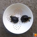 규리 농장 이미지