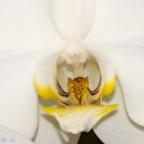White Moth Orchid (Phalaenopsis) 이미지