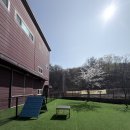 하이유치원 | [용인] 용인 하이테일도그아카데미 애견훈련 애견유치원 후기