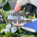 블루베리 | 1년 기다려 겨우 구매한 선향원 블루베리 후기