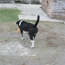 젖소의 만찬 이미지