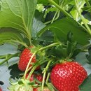 싱싱딸기 이미지