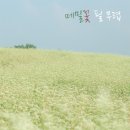 메밀꽃필무렵 - 상주시 상산로 356-1 | 메밀꽃필무렵