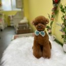 단아하개 이미지