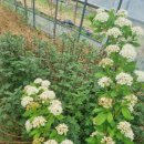 오만가지국수 이미지