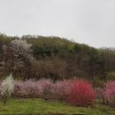 쑥티마을 이미지