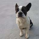 멍멍개야 이미지